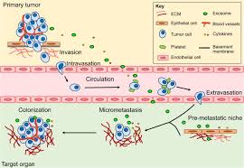 Hi jd, i'm not sure why the term metastatic was only used recently. Mouse Models Of Metastasis Progress And Prospects Abstract Europe Pmc