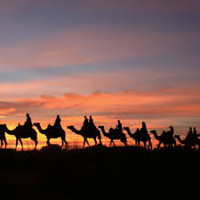 Camels, ideally suited to the hot, dry climate of australia's safety helmets. Uluru Camel Tours Uluru Camel Tours Uluru Ayers Rock Australia