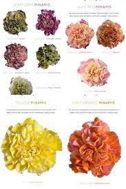 Dyed Carnations The Exclusive Standard Carnation Minami Series Now Dyed Florequisa Flower Growers Carnations Long Vases Flowers