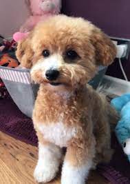 Poochon Dog Breed The Miniature Puddle Hellow Dog Poochon Dog Poochon Puppies Poodle Dog