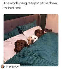 Each of your furry family members is treated as an individual at tlc pet grooming and day spaw. Lisa Perez Emergency Veterinarian Relief Lisa M Perez Dvm Llc Linkedin