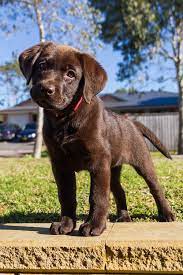 Puppies are priced at $1550 plus michigan sales tax with limited akc and a spay/ neuter contract. Curious Chocolate Lab Aww