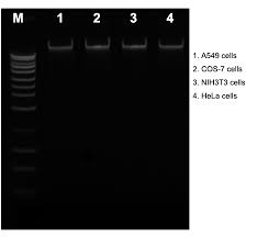 Find deals on products in educational toys on amazon. Easymag Dna Purification Kit From Animal Cells Abp Biosciences