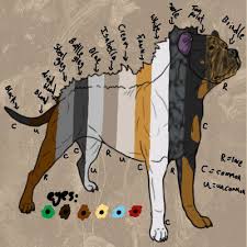 Rumi Sonqo Dog Colour Chart Weasyl