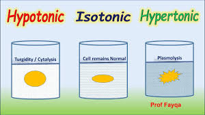 For example, let's say that you have a. Hypertonic Isotonic Hypotonic Solutions Youtube