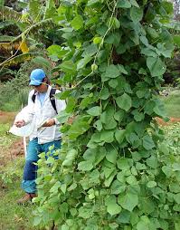 Image result for Lablab