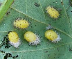 In the 1970s, it was a major defoliating pest of soybeans in the eastern united states, before populations mysteriously crashed. Mexican Bean Beetle Mary S Veggie Garden