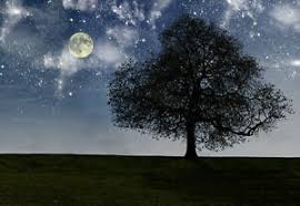 Enjoy and share your favorite beautiful hd wallpapers and background images. 3d Full Moon Star Night Tree Full Wall Mural Photo Wallpaper Print Paper Home De Ebay