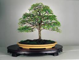 Resultado de imagen para CUIDADO DE BONSAI