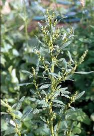 Image result for Oxygonum pachybasis