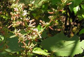 Image result for Triumfetta cordifolia