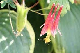 Pin On Planting From Seeds