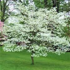 Shaded area represents potential planting range. White Flowering Dogwood Trees For Sale Garden Goods Direct