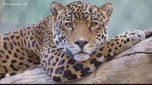 Jaguars are closely related to leopards and have a number of similar. Jacksonville Zoo Explains Death Of Jaguar Firstcoastnews Com