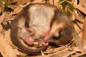 It is the only extant species in the ancient order microbiotheria, and the sole new world representative of the superorder australidelphia (all other new world marsupials are members of the paraphyletic ame. Monito Del Monte Dromiciops Gliroides Inaturalist Nz