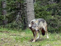 Check spelling or type a new query. Comportement Alimentation Reproduction Tout Savoir Sur Le Loup Emag Actu Fr