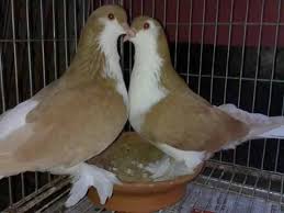 Lahore Pigeon Breeds Dove Pigeon Lahore Pigeon