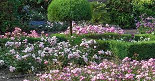 The handles are comfortable and are a good fit for my hands (female). kmdy. Bodendeckerrosen Kleinstrauchrosen Mein Schoner Garten