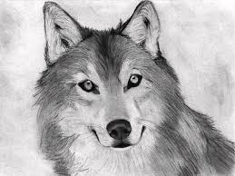 Ready to expand your colored pencil animal drawing skills? Easy Sketches With Charcoal Pencil Drawing Animals Drawing By Heshan Dakshina
