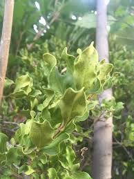 Image result for Euclea undulata