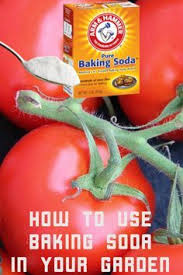 If You Are A Gardener Then You Need To Use Baking Soda In Your Garden There Are So Many Benefits Treat Tomat Tomato Disease Baking Soda Solutions Baking Soda