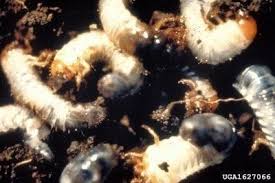 Use dish soap on the lawn another natural remedy is dish soap to get rid of grubs on the lawn. Grub Worm Control Tips On How To Get Rid Of Lawn Grubs