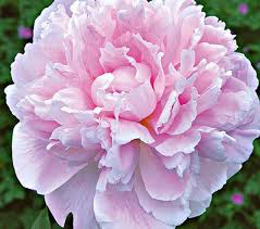 Pin On My Peony Collection