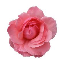 Light Pink Background Pink Rose Flower Flowers Pink Roses Background