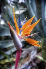 Bird Of Paradise Usually Blooms Sporadically Between Fall And Spring Birds Of Paradise Plant Birds Of Paradise Flower Paradise Plant