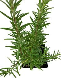 Image result for Rosmarinus officinalis