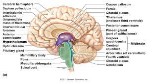 Ch 13 Diencephalon Brain Stem Medulla Oblongata At Northwestern Oklahoma State University Studyblue Plexus Products Somatic Sensation Pearson Education