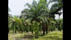 Budidaya Kelapa Sawit Berkelanjutan Indonesia Tanaman Indonesia Kelapa