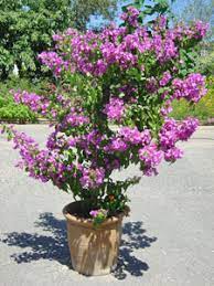 Découvrez comment maintenir un arbuste en pot en pleine santé. Fiche Technique Tracteur Tondeuse Arbuste En Pot Resistant Au Gel