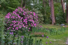 It tends to be a little leggy, with a typical clearance of 1 foot from the ground, and is suitable for planting under power lines. Rhododendron Roseum Elegans In The Rhododendrons Database Garden Org