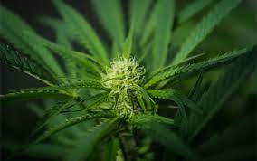 Cannabis May Help Treat Tourette Syndrome The Marijuana Times