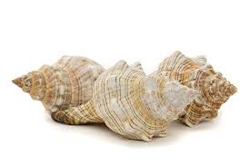 Jul 13, 2016 · how to clean seashells 1. Best Conch Shells Buying Guide Gistgear
