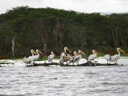 Lake Naivasha Kenia Reise Und Foto Tipps Photomoai