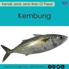 Nah, beberapa jenis ikan laut berikut ini enak dimakan dan baik untuk kesehatan kita! Jom Kenali Jenis Jenis Ikan Di Pasar Food Viral Malaysia Facebook