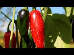 Jumbo, 4 fruits are fatter, thicker, heavier, a bit hotter, and up to a full inch longer than regular jalapenos and are usually green (they mature red). Jalapeno Mucho Nacho Youtube