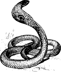 All the materials are intended for educational purposes only. Cobra Snake Drawing Free Image Download
