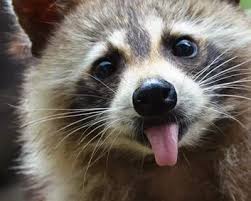 Enot Foto 24 Tys Izobrazhenij Najdeno V Yandeks Kartinkah Raccoon Animals Cute Animals
