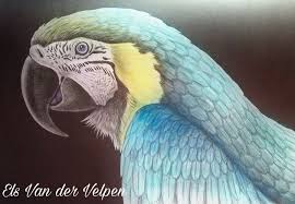 Mcaw By Els Nan Der Velpen Coloring Contest Animal Drawings Coloring Books