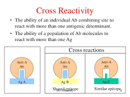 antigen and antibody reactions