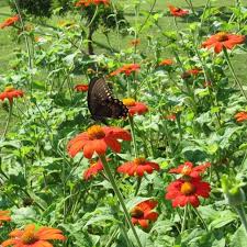 Image result for Tithonia rotundifolia