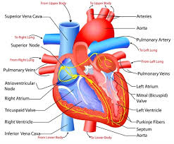 It is returned to the heart in the veins. Structure And Function Of The Heart