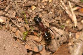 Das muster ist ähnlich wie ein stück holz, die ameisen zimmermann. Camponotus Herculeanus Schwarze Rossameise Kleintiergalerie
