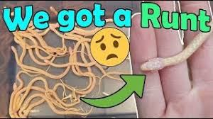 However, there are other amelanistic corn snake morphs that have more white on their bodies such as the blizzard corn snake and they have a bigger girth than kingsnake or the garter snake even though they are typically the same length. Our Albino Garter Snake Gave Birth Youtube