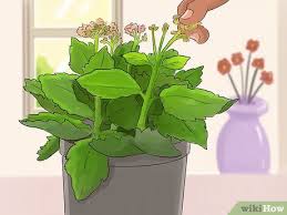 How To Prune Kalanchoe In 2020 Christmas Cactus Plant Hanging Plants Planting Flowers