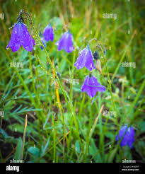 Image result for Campanulaceae