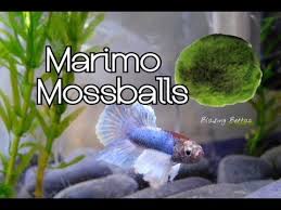 Marimo Moss Ball Care Amp Benefits Betta Fish 2020 In 2020 Betta Fish Marimo Moss Ball Betta